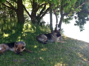 De to schæferhunde som angreb fårene på Sydhavnstippen har været interneret siden udåden. Foto: ?